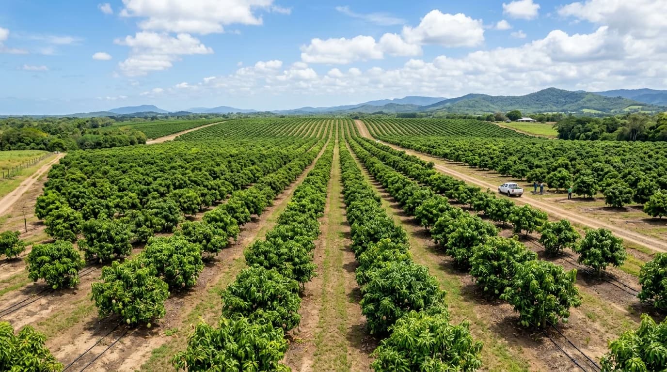 Mango Plantations